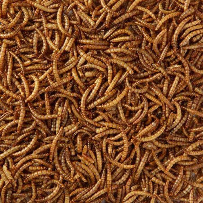 Songbird 100% Natural Dried Mealworms Tri-Pack